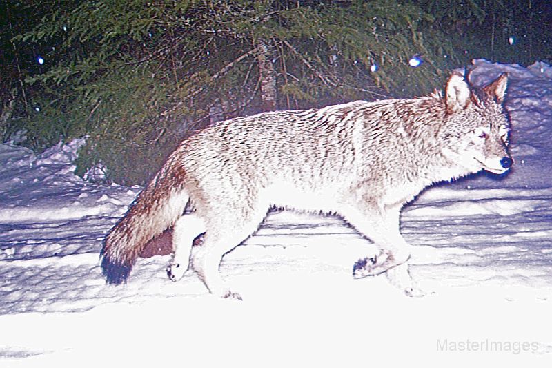 Coyote_010211_0545hrs.jpg - Coyote (Canis latrans) 